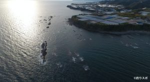 畑野崎